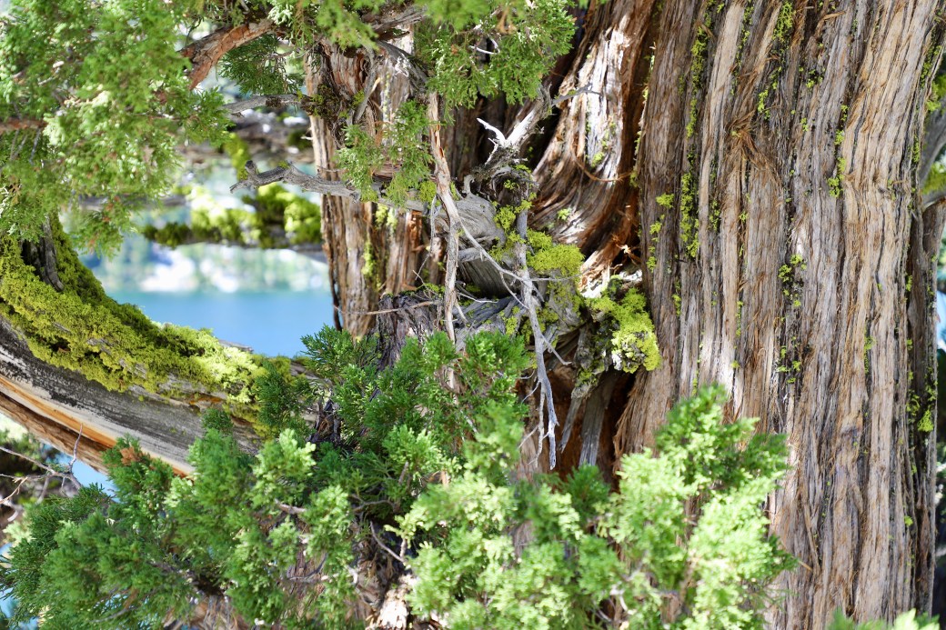 20180702mo1124-echo-lake-tahoe-area-hiking-trails-6240x4160-IMG_1912