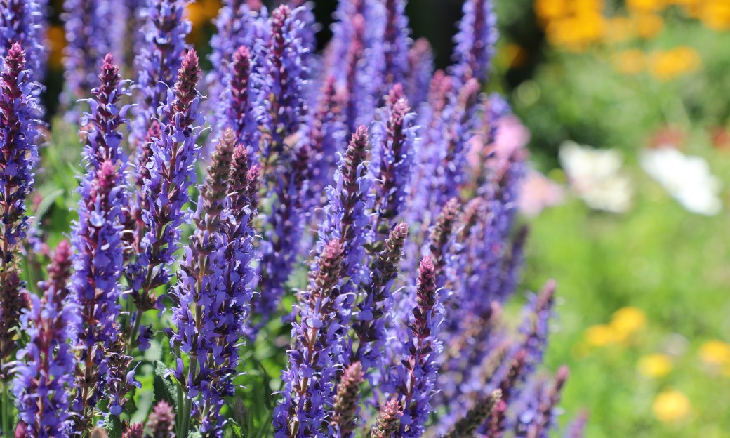 20180704we1324-south-lake-tahoe-flowers-4160×2496-IMG_2488